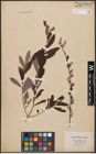 Foto von Salix aurita L. x Salix purpurea L.
